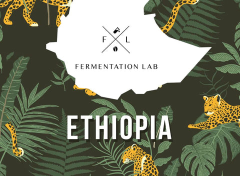 Fermentation Lab Ethiopia Shantawane - Espresso (250g)