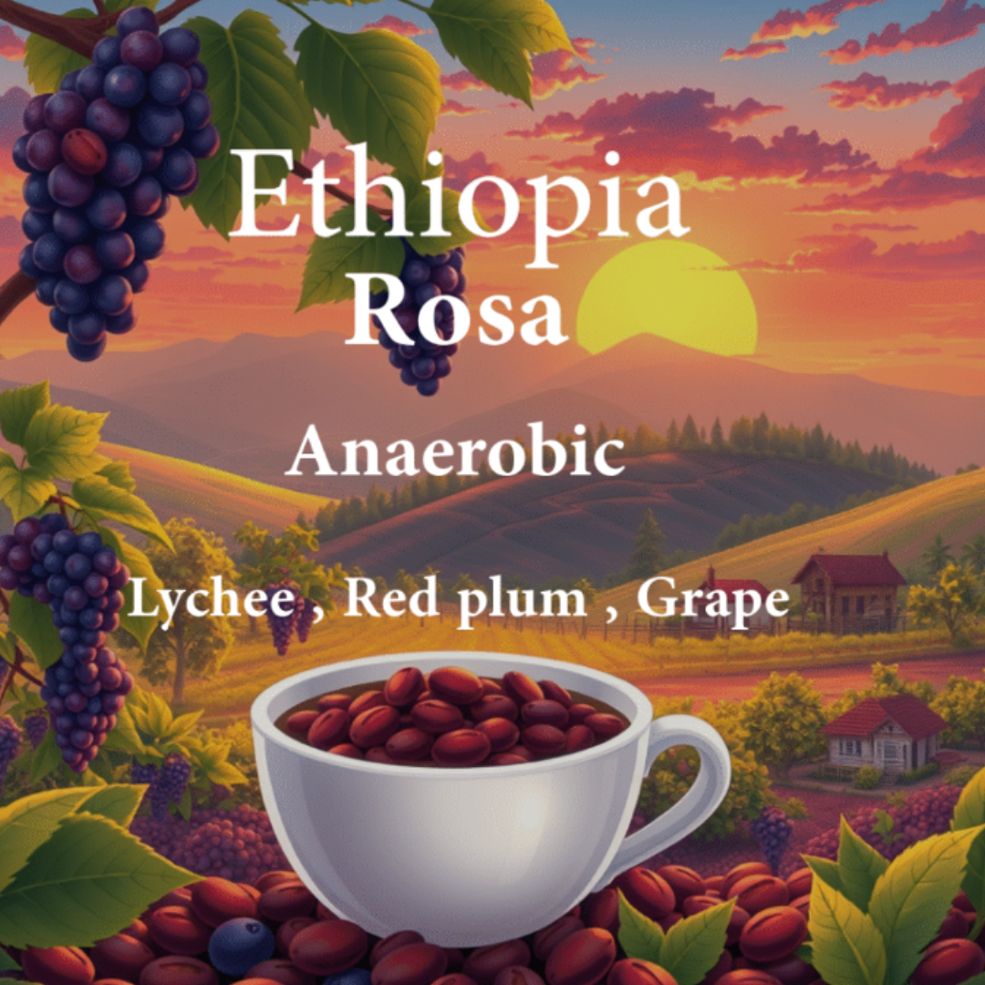 ALEZ Roastery Ethiopia Rosa (250g) Coffee Beans